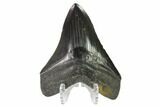 Fossil Megalodon Tooth - Glossy Enamel #135445-1